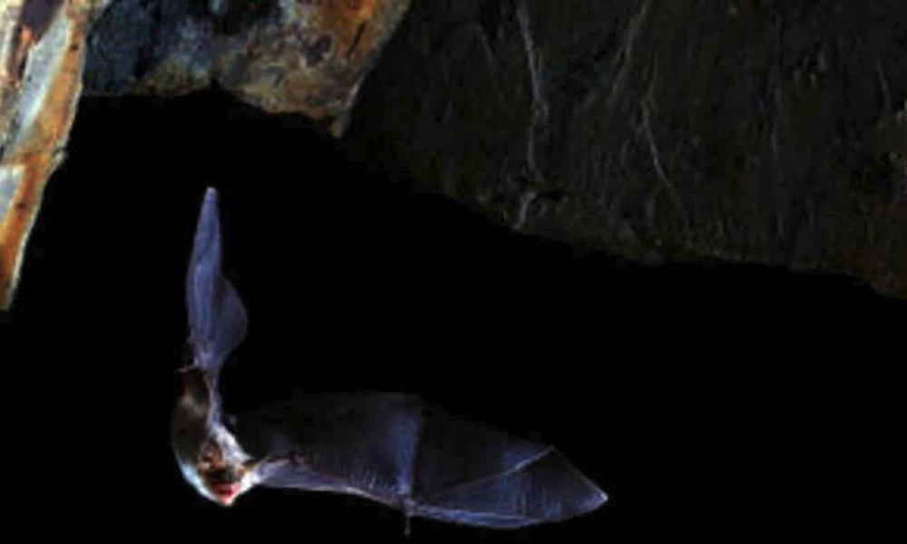 Νέοι κορονοϊοί σε νυχτερίδες φυλαγμένες σε καταψύκτες εργαστηρίων Ιαπωνίας και Καμπότζης